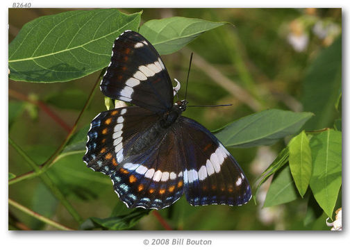 Imagem de Limenitis arthemis Drury 1773