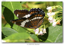 Image of Red-Spotted Purple