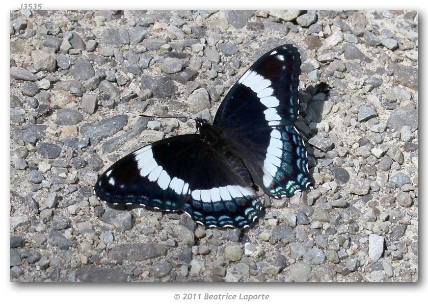 Image of Red-Spotted Purple