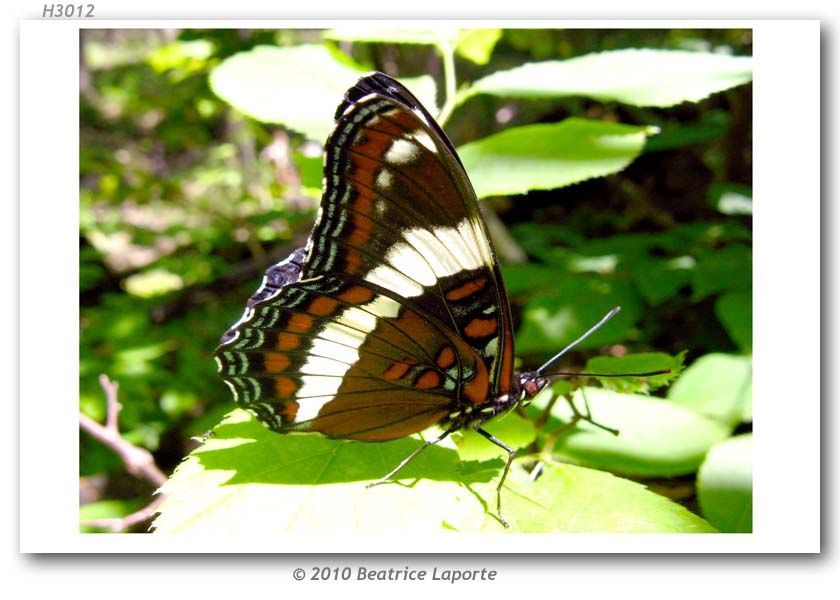 Image of Red-Spotted Purple