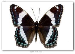 Image of Red-Spotted Purple