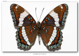 Image of Red-Spotted Purple