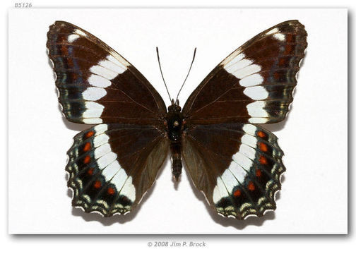 Image of Red-Spotted Purple