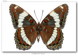 Image of Red-Spotted Purple