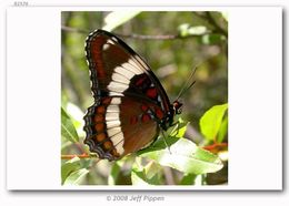 Image of Red-Spotted Purple