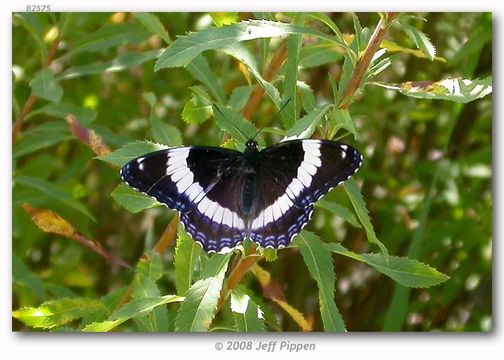 Imagem de Limenitis arthemis Drury 1773