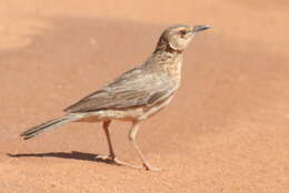 Image of Pink-breasted Lark