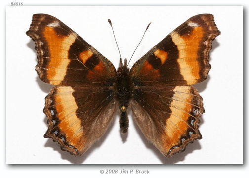 Image of Aglais