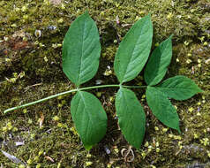 Imagem de Staphylea pinnata L.