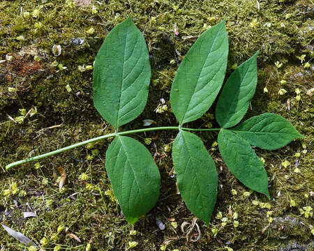 Imagem de Staphylea pinnata L.