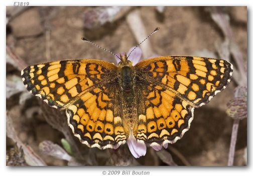 Image de <i>Phyciodes mylitta</i>