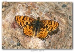 Image de Phyciodes pallida Edwards 1864