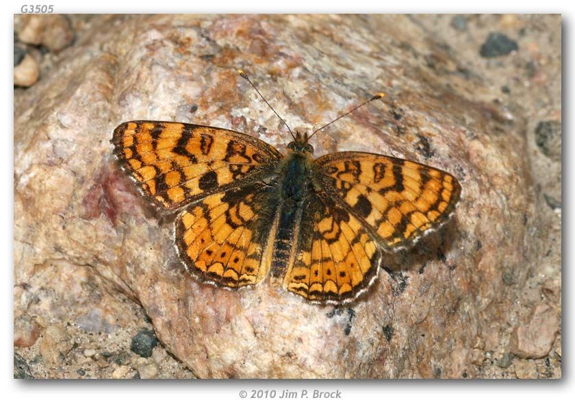 Image de Phyciodes pallida Edwards 1864