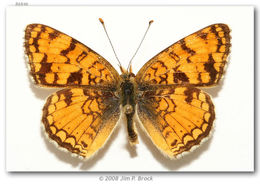 Image de Phyciodes pallida Edwards 1864