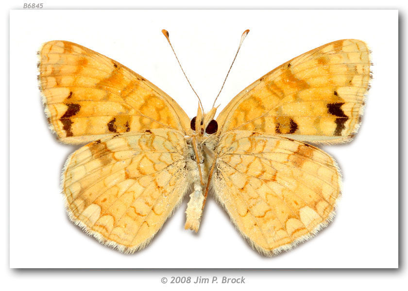 Image de Phyciodes pallida Edwards 1864