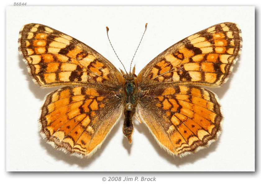 Image de Phyciodes pallida Edwards 1864