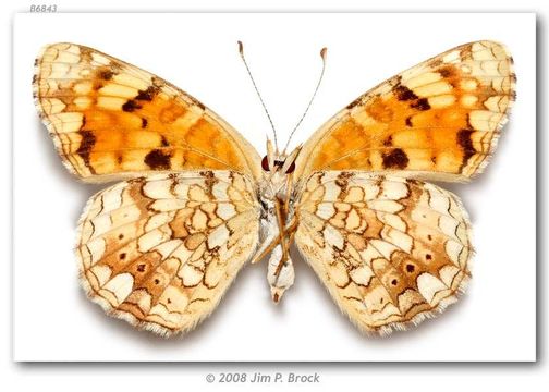 Image de Phyciodes pallida Edwards 1864