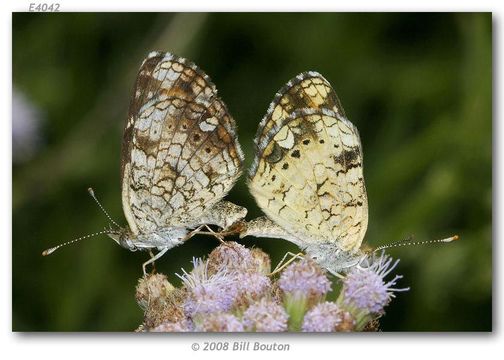 Image of Phaon Crescent