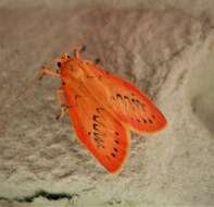 Image of rosy footman