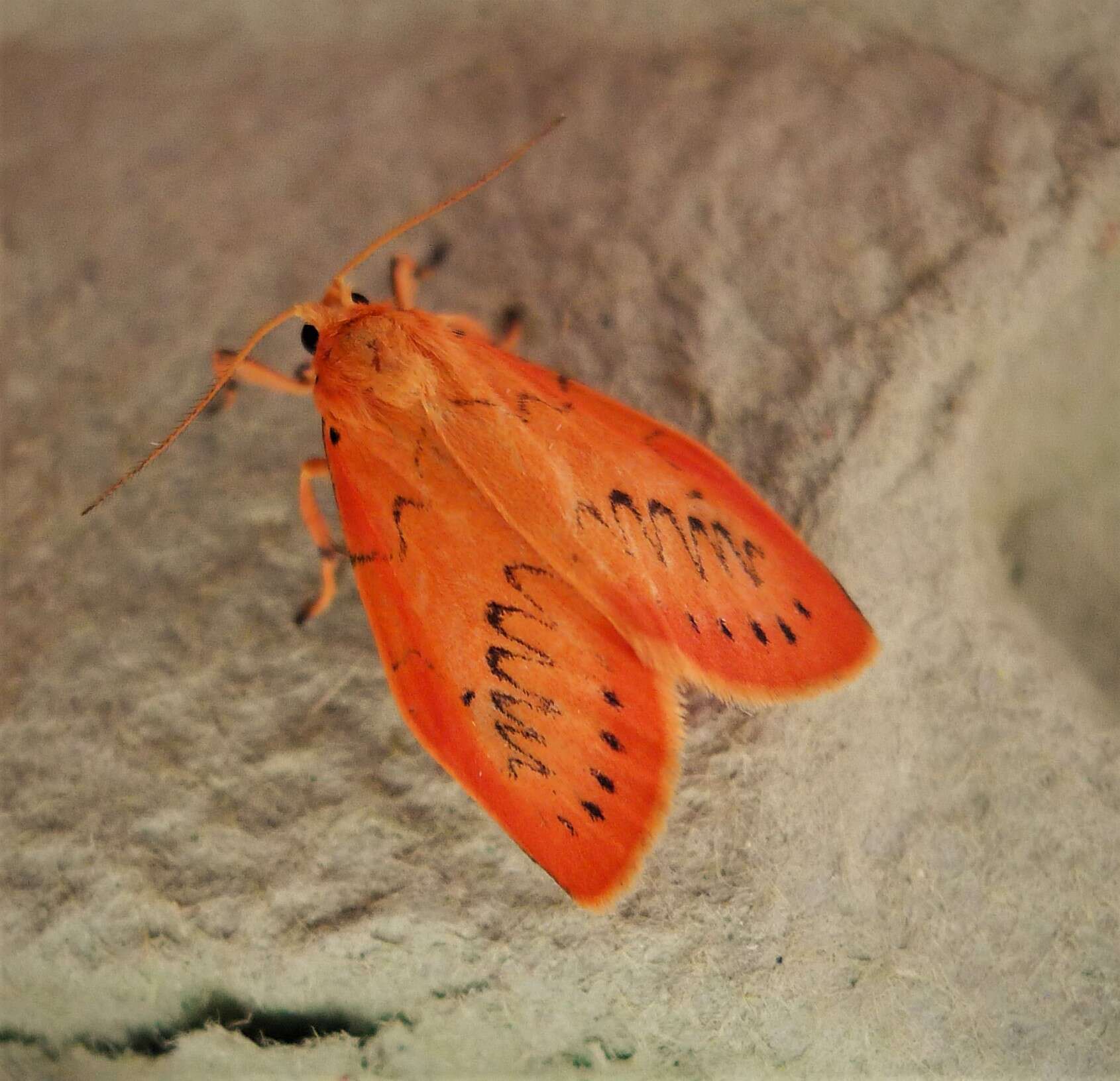 Image of rosy footman