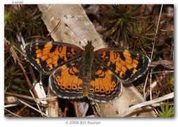 Image of Pearl Crescent