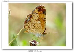 Image of Pearl Crescent