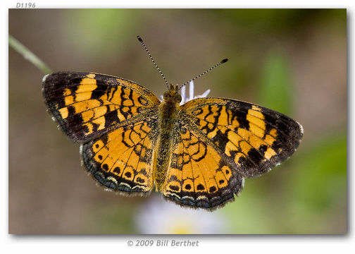 Image of Pearl Crescent