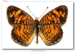 Image of Pearl Crescent