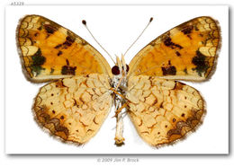 Image of Pearl Crescent