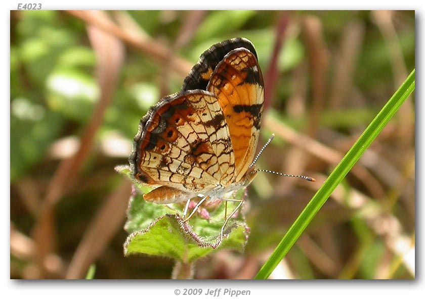 Image of Pearl Crescent