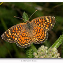 Imagem de Phyciodes vesta Edwards 1869