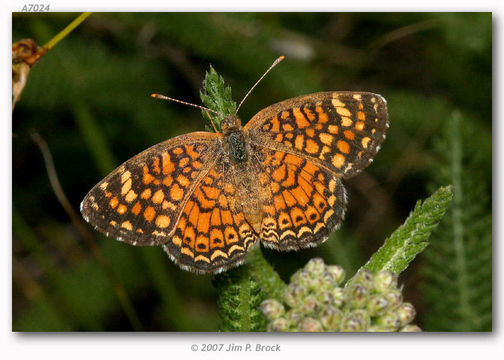 Imagem de Phyciodes vesta Edwards 1869