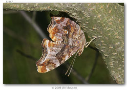 Sivun Polygonia comma Harris 1852 kuva