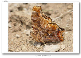 Sivun Polygonia comma Harris 1852 kuva