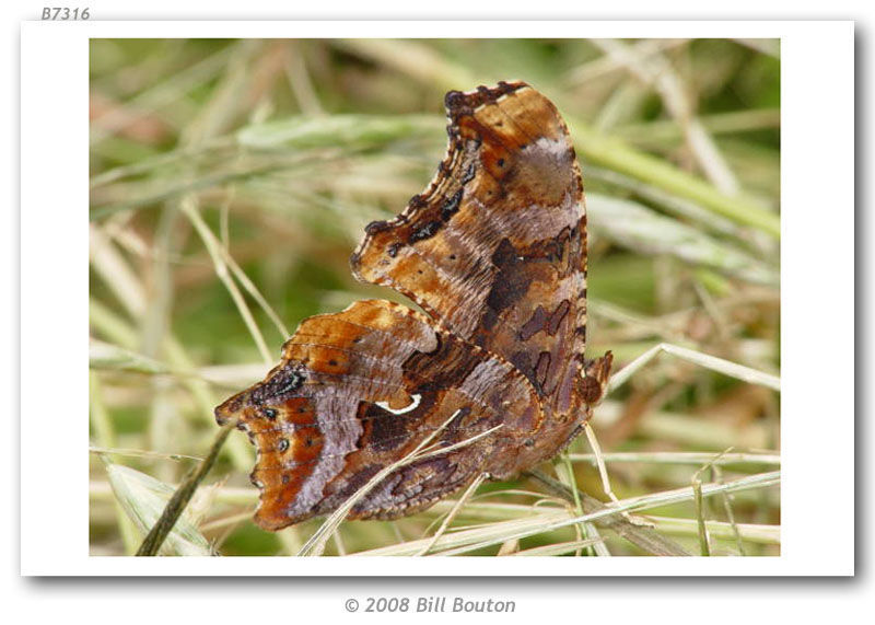 Слика од Polygonia comma Harris 1852