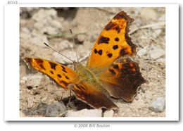 Image of Eastern Comma