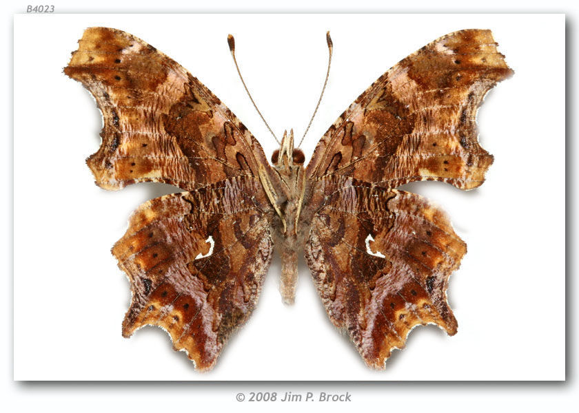 Слика од Polygonia comma Harris 1852