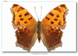 Слика од Polygonia comma Harris 1852