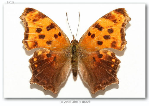 Image of Eastern Comma