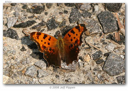 Sivun Polygonia comma Harris 1852 kuva