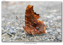 Sivun Polygonia comma Harris 1852 kuva