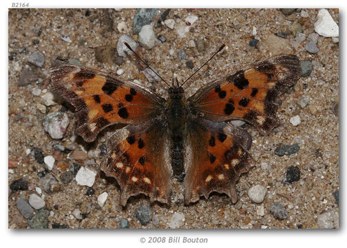 Sivun Polygonia faunus Edwards 1862 kuva