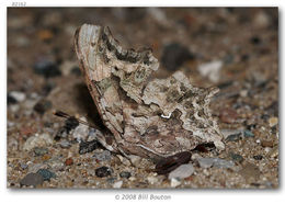 Слика од Polygonia faunus Edwards 1862