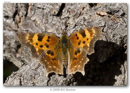 Sivun Polygonia faunus Edwards 1862 kuva