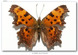 Sivun Polygonia faunus Edwards 1862 kuva