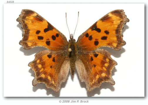 Sivun Polygonia faunus Edwards 1862 kuva