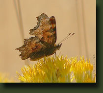 Sivun Polygonia kuva