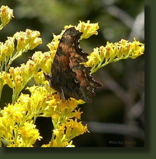 Слика од Polygonia