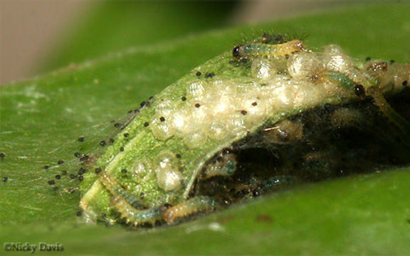 Image de Polygonia