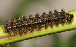 Sivun Polygonia kuva